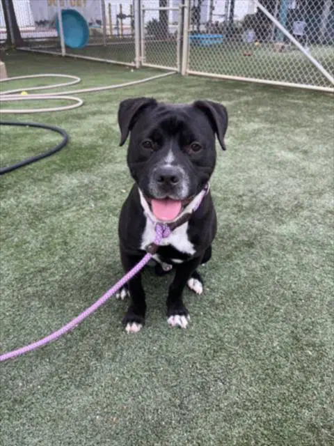 Hobbs - Pit Bull Terrier