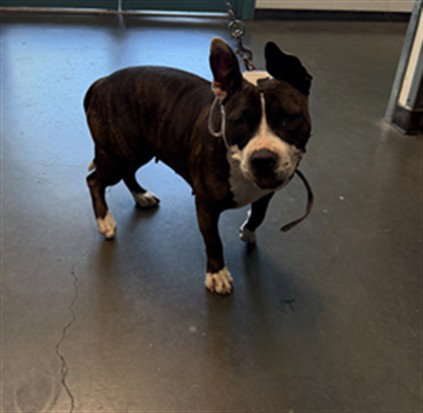 Iris, American Staffordshire Terrier / Mixed (medium coat)