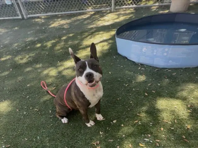 Iris - American Staffordshire Terrier