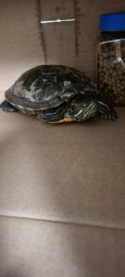 Greeny, Turtle (medium coat)