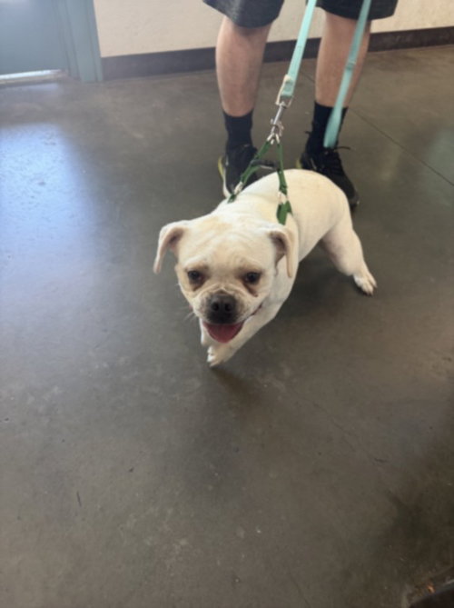Chato, French Bulldog / Pug / Mixed (medium coat)