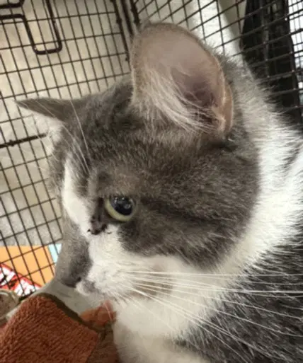 Rex - Domestic Short Hair