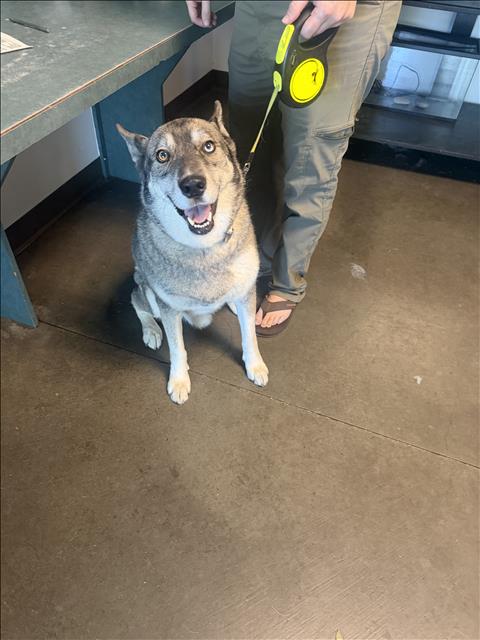 Mana, Husky / German Shepherd Dog / Mixed (medium coat)