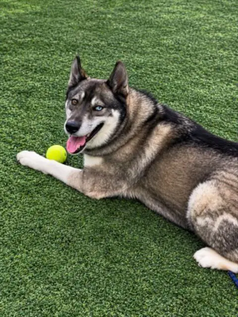 Mana - Husky