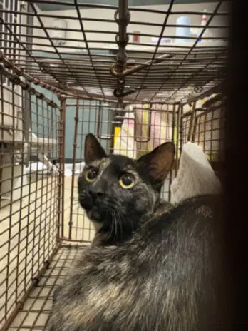 Ginger Ray - Domestic Short Hair