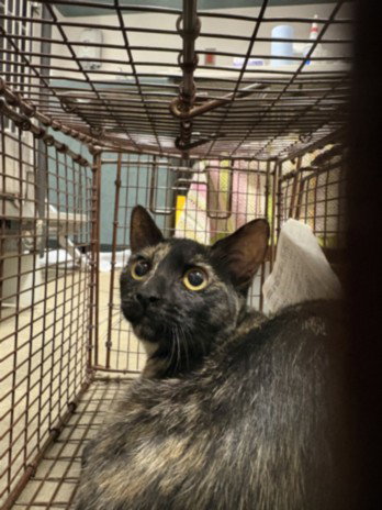 GINGER RAY, a cat for adoption from West Valley Animal Care and Control Center