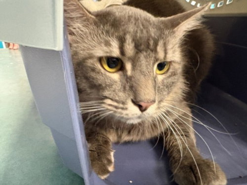 SHADOW, a cat for adoption from West Valley Animal Care and Control Center