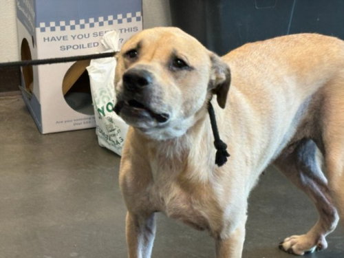 ECHO, a dog for adoption from West Valley Animal Care and Control Center