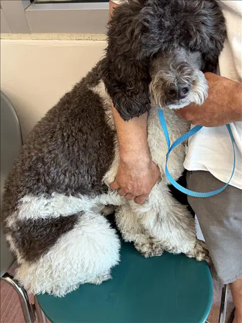 Oden - Poodle (Standard)