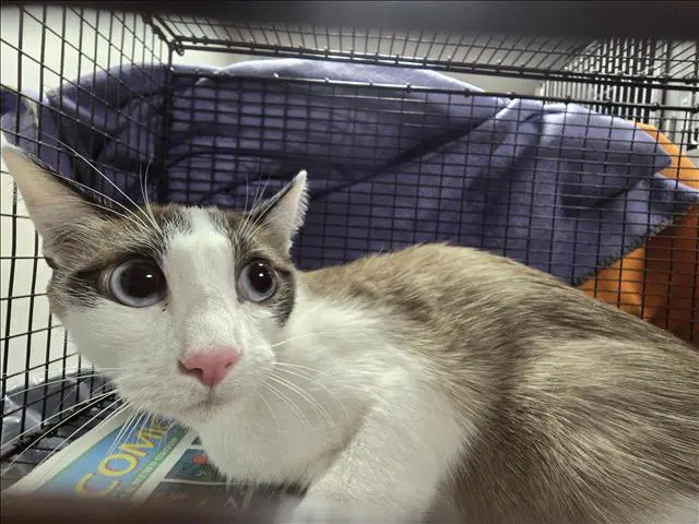 Talulah - Domestic Short Hair