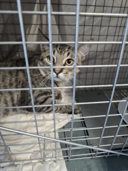 Oppie - Domestic Short Hair