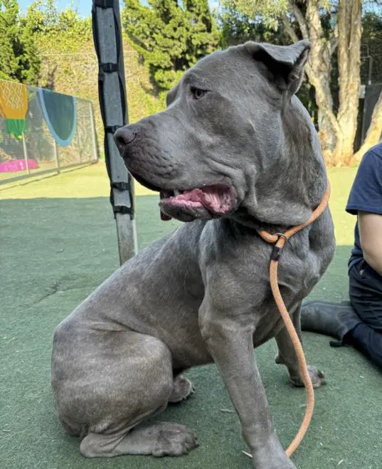 Tank - Cane Corso Mastiff