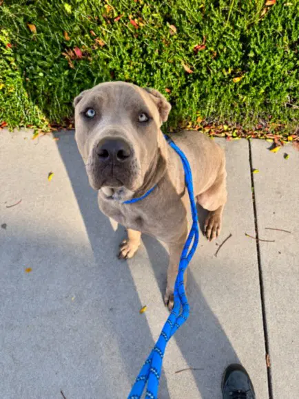 Tank - Cane Corso Mastiff