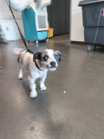 Domino