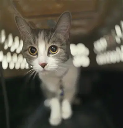 Stormie - Domestic Short Hair