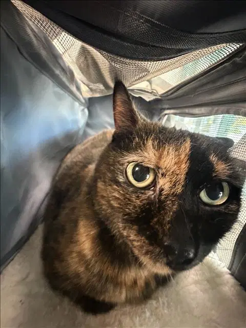 Zoey - Domestic Short Hair