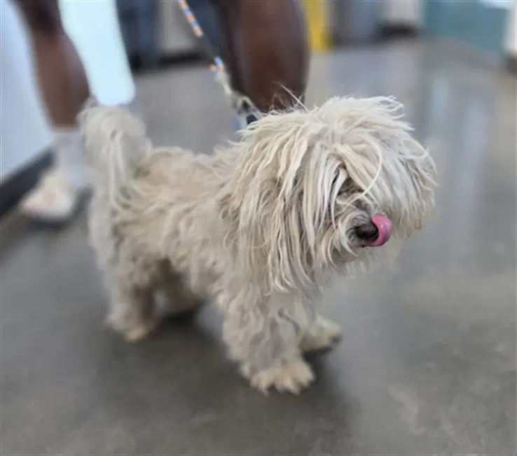 Marley - Maltese