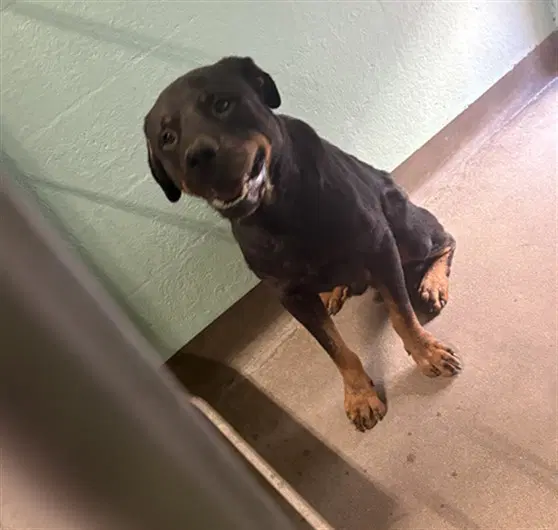 Moco - Rottweiler