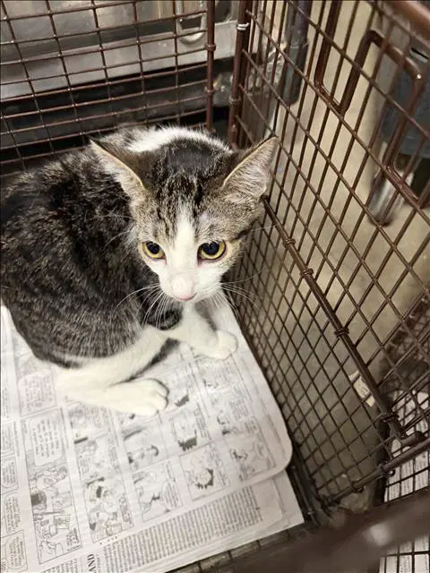 Snow - Domestic Short Hair