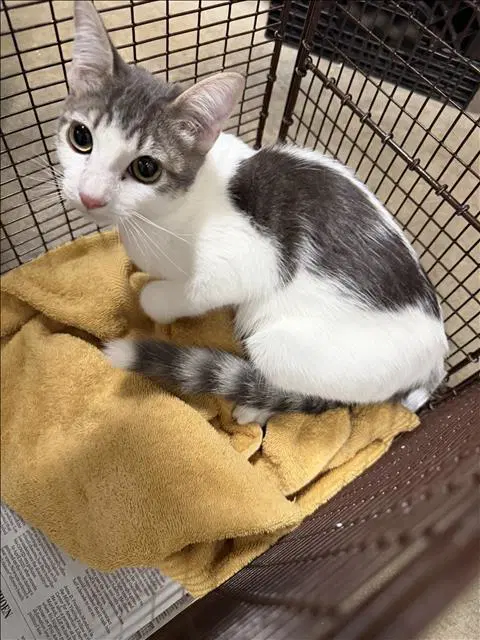 Rufis - Domestic Short Hair