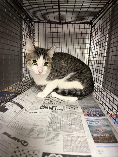 Walnut - Domestic Short Hair