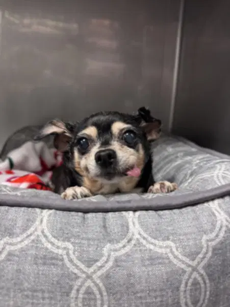 Chichi - Chihuahua