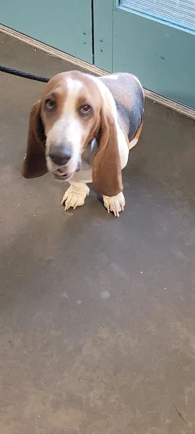 Diva - Basset Hound