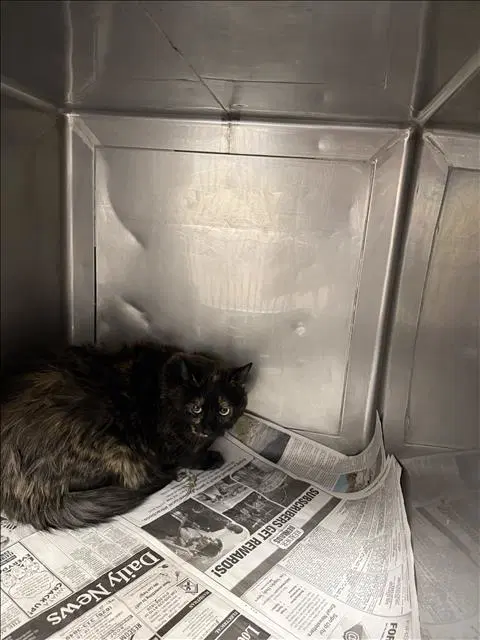 Pecan - Domestic Long Hair