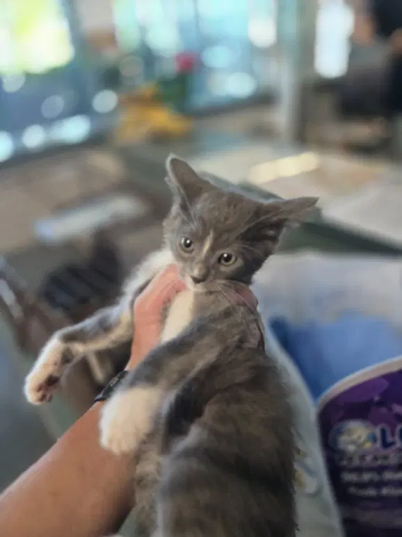 Abby - Domestic Short Hair