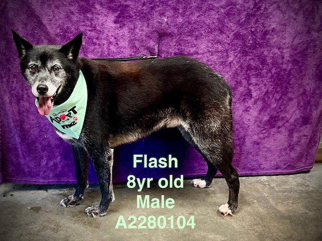 FLASH
