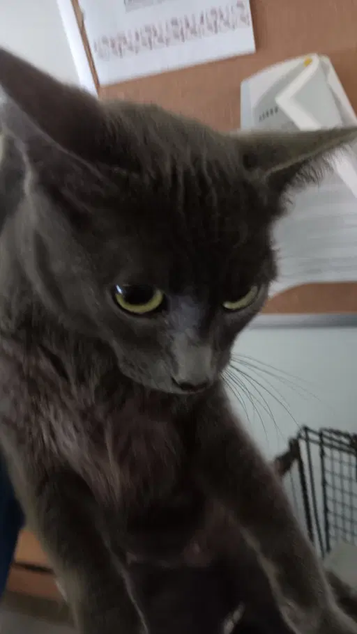 Zilla - Domestic Short Hair