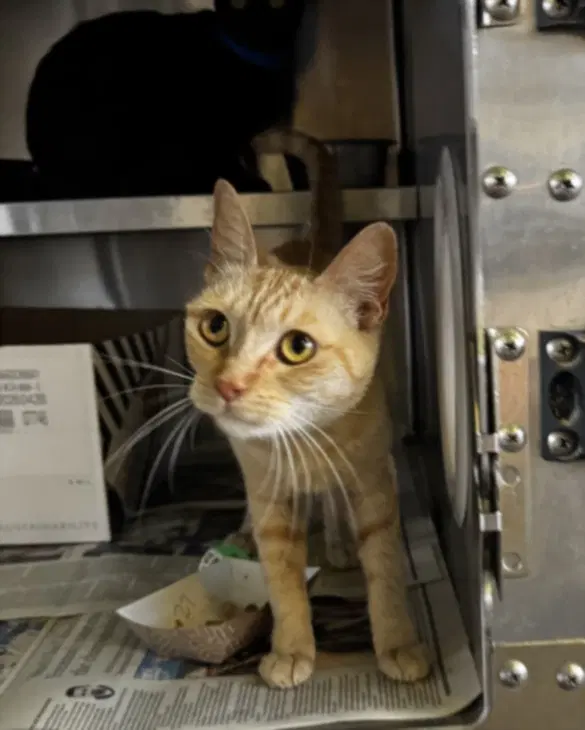 Honey - Domestic Short Hair