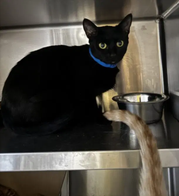Sushi - Domestic Short Hair