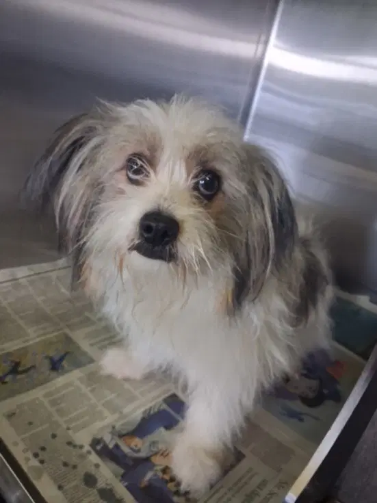 Rex - Maltese