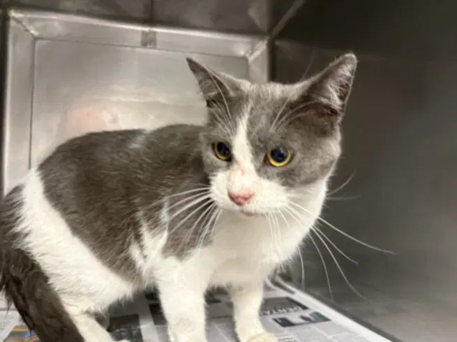 Stormy - Domestic Short Hair