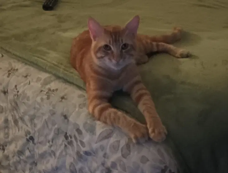 Boogie - Domestic Short Hair