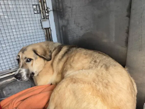 Bebang - Anatolian Shepherd