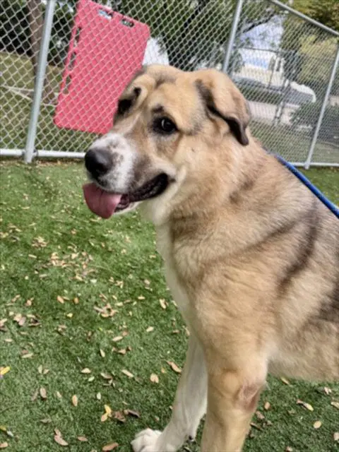 Bebang - Anatolian Shepherd