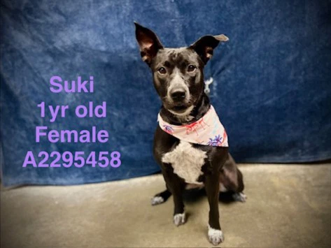 Suki