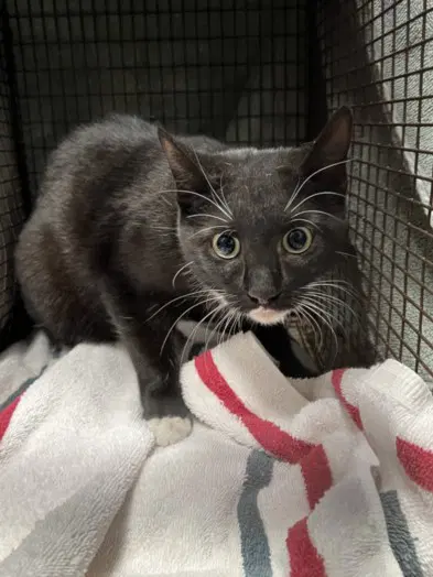 Pat - Domestic Short Hair
