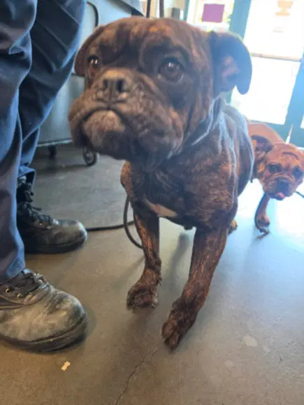 Dillon - Bulldog