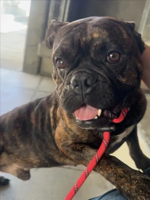 Dillon - Bulldog