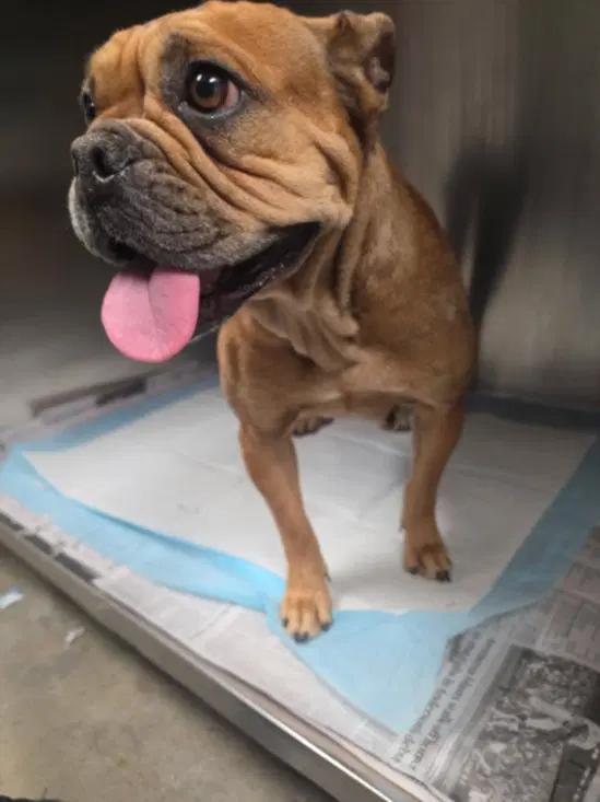 Jenna - Bulldog