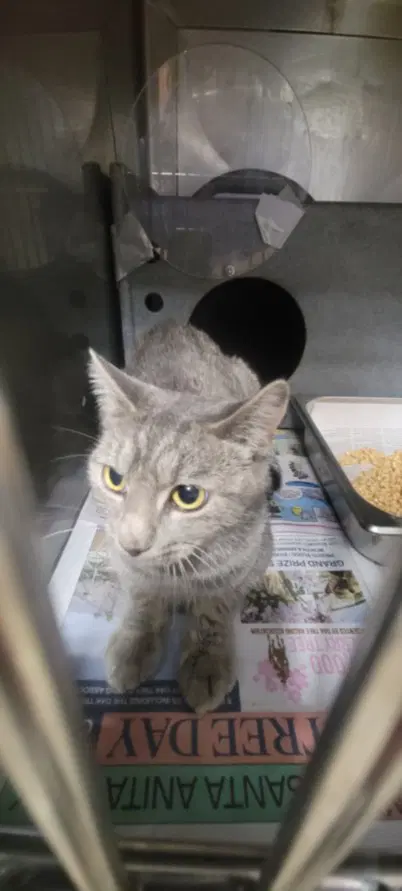 Brewer - Domestic Short Hair