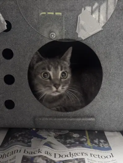 Cheese - Domestic Short Hair