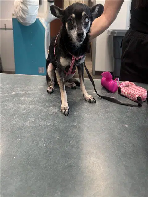 Daisy - Chihuahua