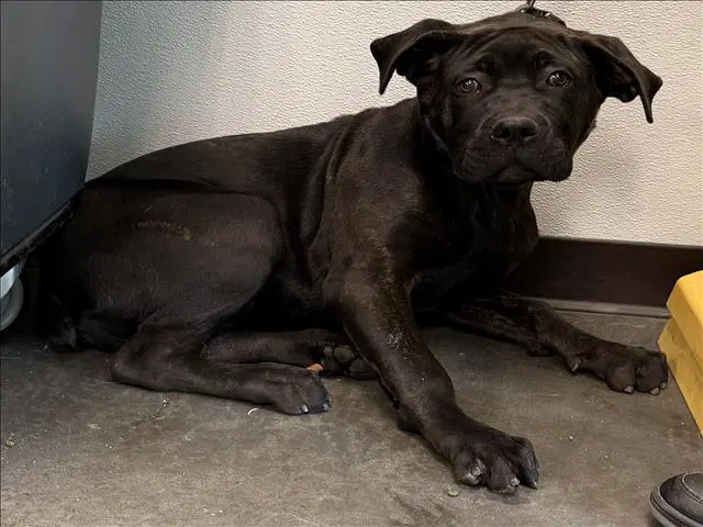 Bella - Cane Corso Mastiff