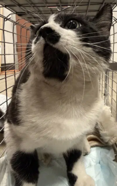 Brewer - Domestic Short Hair