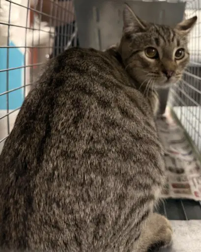 Gonzalez - Domestic Short Hair