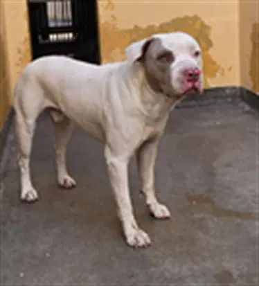 Sinner - Pit Bull Terrier
